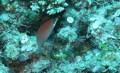 Pseudocheilinus evanidus