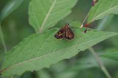 Ochlodes ochracea