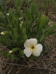 Thunbergia atriplicifolia