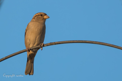 Passer domesticus