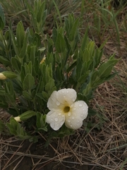 Thunbergia atriplicifolia