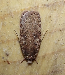 Agonopterix ciliella