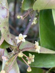 Vincetoxicum anomalum