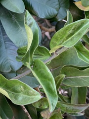 Vincetoxicum anomalum