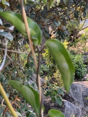 Vincetoxicum anomalum