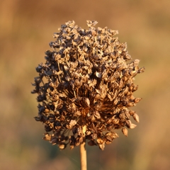 Allium rotundum
