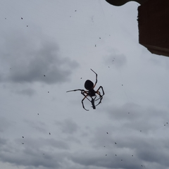 Nephilingis cruentata