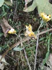 Pseudognaphalium affine
