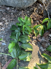 Passiflora edulis flavicarpa