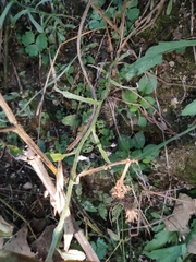 Pseudognaphalium affine