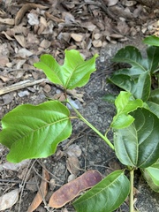 Passiflora edulis flavicarpa
