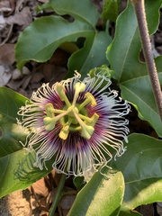 Passiflora edulis flavicarpa