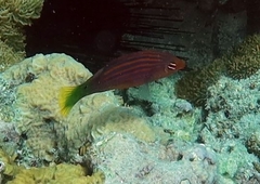 Pseudocheilinus hexataenia