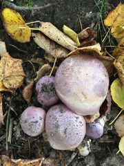 Phlegmacium balteatocumatile