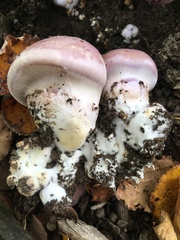 Phlegmacium balteatocumatile