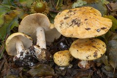 Cortinarius osmophorus