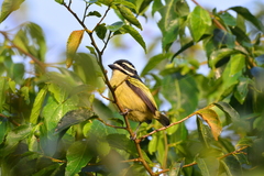 Pogoniulus bilineatus