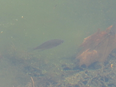 Lepomis