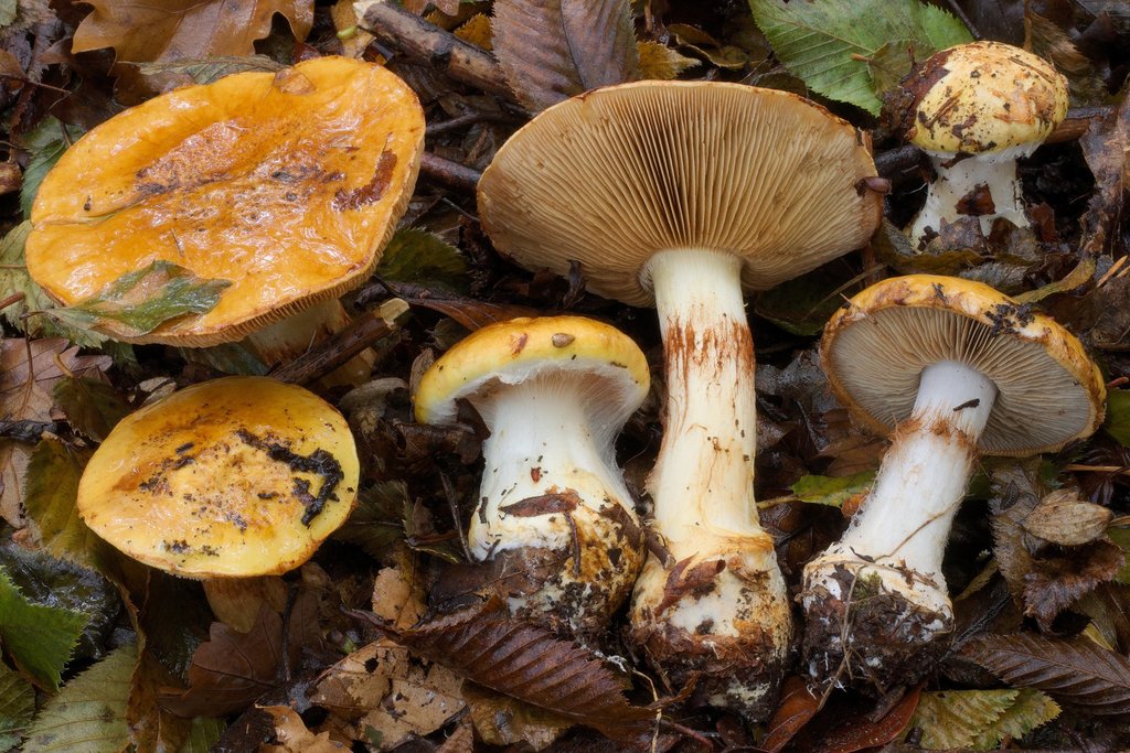 Phlegmacium caesiocortinatum