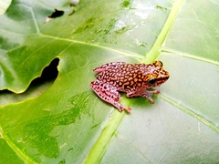 Hyperolius guttulatus