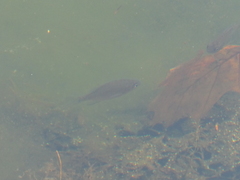 Lepomis