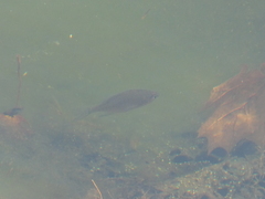 Lepomis