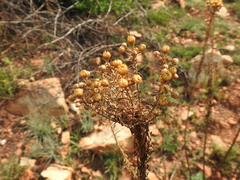 Phymaspermum athanasioides