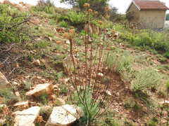 Phymaspermum athanasioides