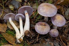 Cortinarius salor
