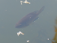 Lepomis macrochirus