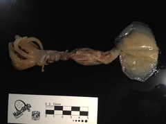 Grimalditeuthis bonplandii