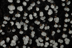 Physarum leucophaeum