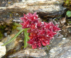 Sedum atratum