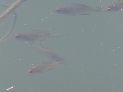 Lepomis