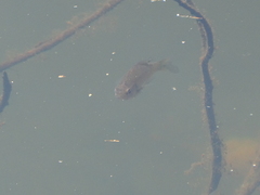 Lepomis