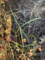 Microcharis galpinii