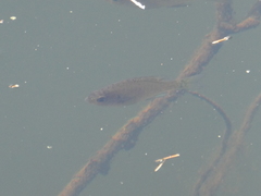 Lepomis