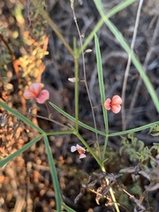 Microcharis galpinii