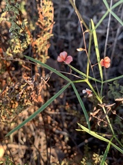 Microcharis galpinii