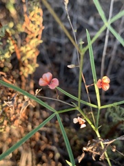 Microcharis galpinii