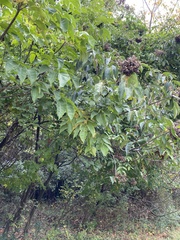 Zanthoxyloideae