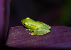Hyperoliidae