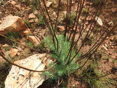 Phymaspermum athanasioides