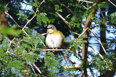Apalis ruddi fumosa