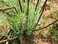 Phymaspermum athanasioides