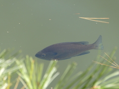 Lepomis macrochirus