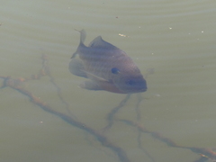 Lepomis macrochirus