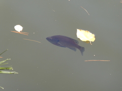 Lepomis macrochirus