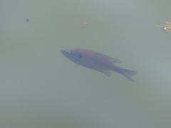 Lepomis macrochirus