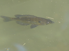 Lepomis macrochirus